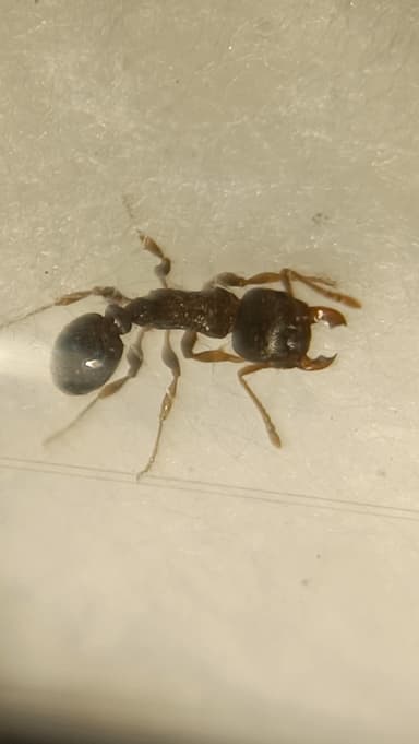 Tetramorium immigrans photo 16