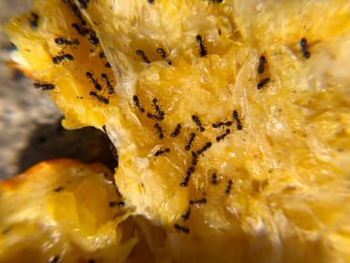 Tetramorium immigrans photo 17