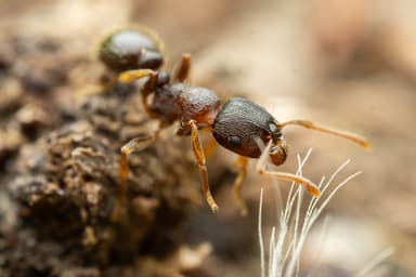 Tetramorium immigrans photo 18
