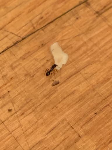 Tetramorium immigrans photo 20
