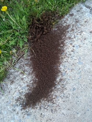 Tetramorium immigrans — worker photo 22
