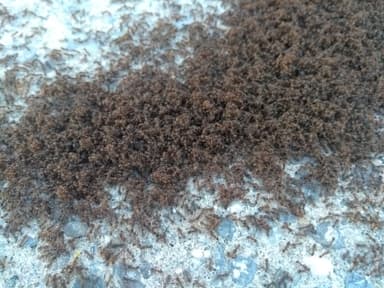 Tetramorium immigrans — worker photo 23