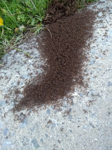 Tetramorium immigrans — worker photo 24