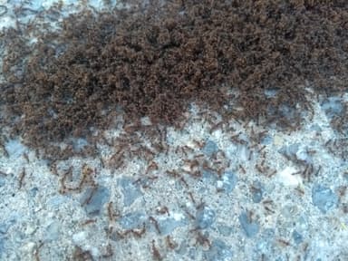 Tetramorium immigrans — worker photo 26