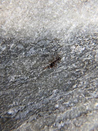 Tetramorium immigrans photo 28