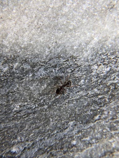 Tetramorium immigrans photo 29