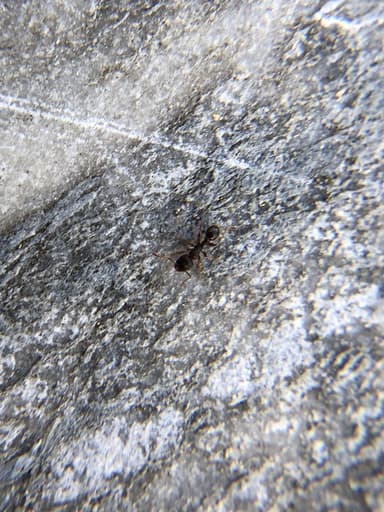 Tetramorium immigrans photo 30
