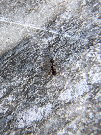 Tetramorium immigrans photo 31