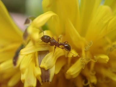 Tetramorium immigrans photo 32