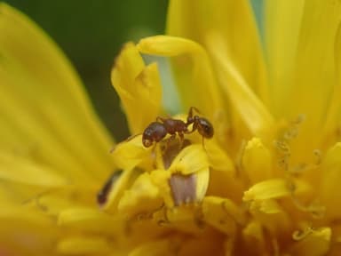Tetramorium immigrans photo 33