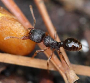 Tetramorium immigrans photo 34