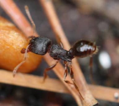 Tetramorium immigrans photo 35