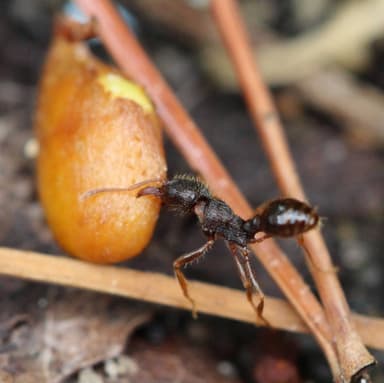 Tetramorium immigrans photo 36