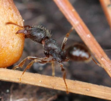 Tetramorium immigrans photo 37