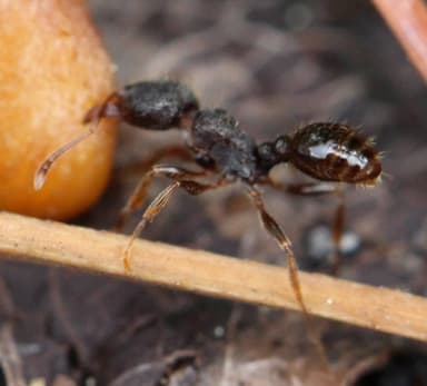 Tetramorium immigrans photo 38