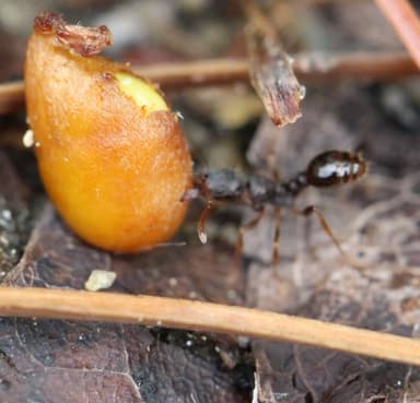 Tetramorium immigrans photo 39