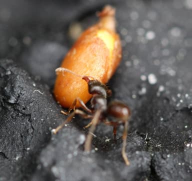 Tetramorium immigrans photo 40