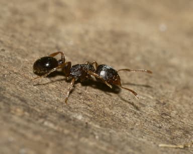Tetramorium immigrans photo 41