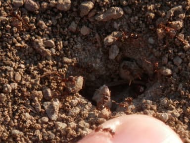 Tetramorium immigrans photo 42