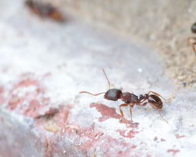 Tetramorium immigrans photo 43