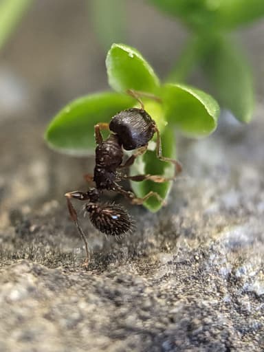 Tetramorium immigrans photo 44
