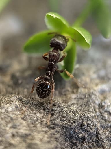 Tetramorium immigrans photo 45