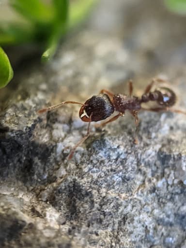 Tetramorium immigrans photo 47