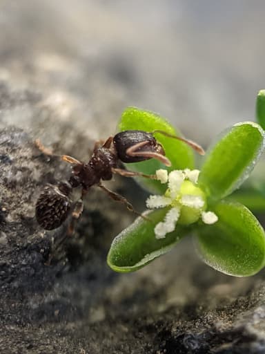 Tetramorium immigrans photo 48