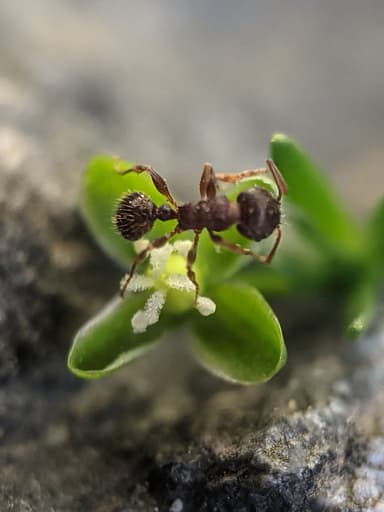 Tetramorium immigrans photo 50