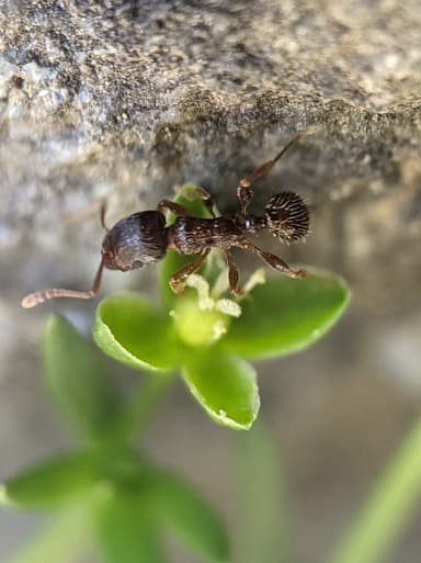 Tetramorium immigrans photo 52