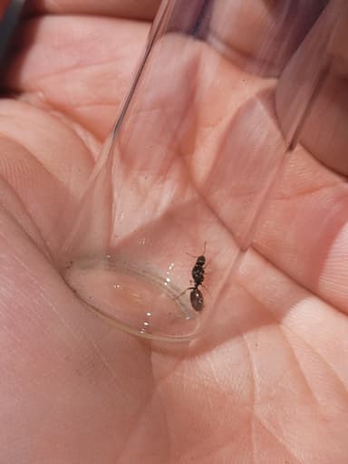 Tetramorium immigrans photo 54