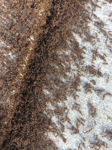 Tetramorium immigrans photo 58