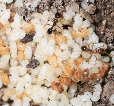Tetramorium immigrans photo 59