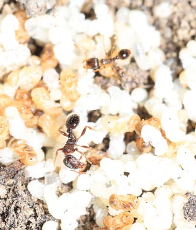 Tetramorium immigrans photo 60
