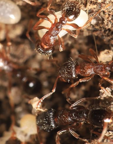 Tetramorium immigrans photo 61