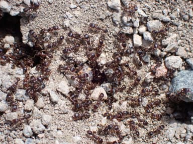 Tetramorium immigrans photo 62