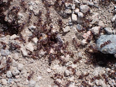 Tetramorium immigrans photo 63