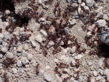 Tetramorium immigrans photo 64
