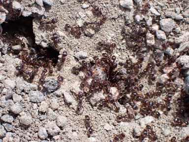 Tetramorium immigrans photo 65