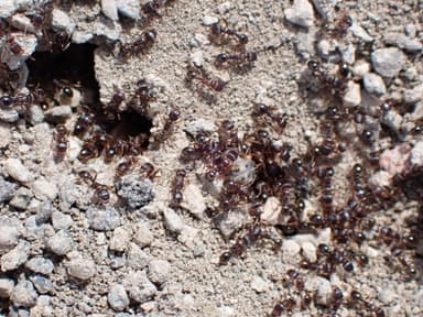 Tetramorium immigrans photo 66