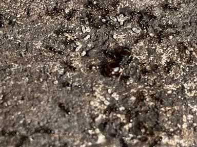 Tetramorium immigrans photo 67