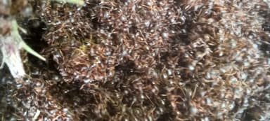 Tetramorium immigrans photo 68