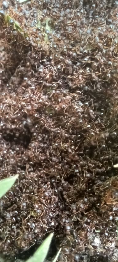 Tetramorium immigrans photo 70