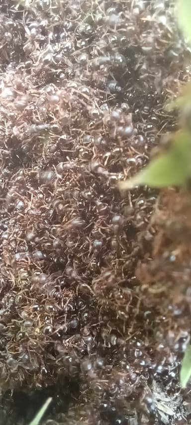 Tetramorium immigrans photo 71