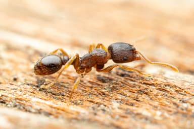 Tetramorium immigrans photo 73