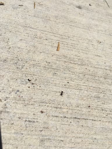Tetramorium immigrans photo 74