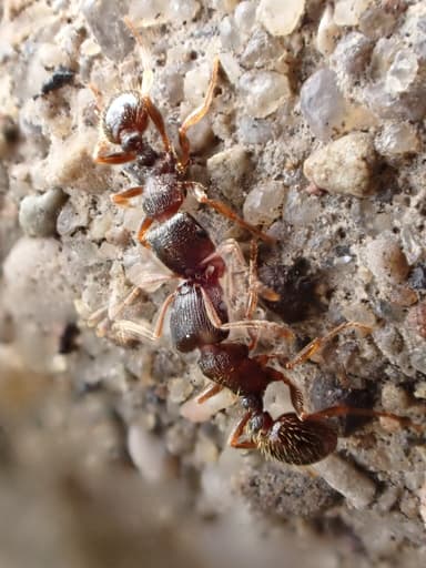 Tetramorium immigrans photo 77
