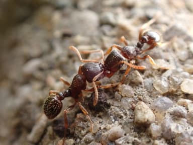 Tetramorium immigrans photo 78
