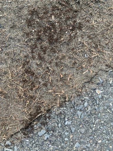 Tetramorium immigrans photo 79