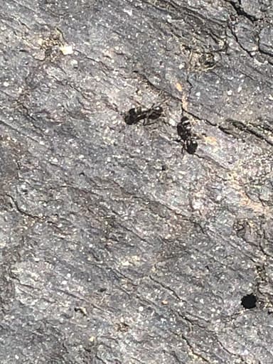 Tetramorium immigrans photo 81